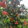 Rambutan-6kg - Image 9