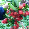 Rambutan-6kg - Image 10