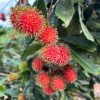 Rambutan-6kg - Image 11