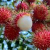 Rambutan-6kg - Image 12