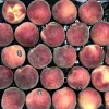 Australia White Peach-20pcs - Image 3