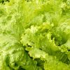 Crunchy Fresh Lollo Bionda Coral Lettuce Vegetable-1kg - Image 4