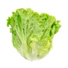 Crunchy Fresh Lollo Bionda Coral Lettuce Vegetable-1kg - Image 5