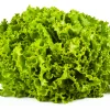 Crunchy Fresh Lollo Bionda Coral Lettuce Vegetable-1kg - Image 6