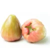 Rose apple-20pcs - Image 2