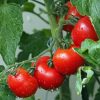 Crunchy Fresh XL Tomato-5kg - Image 4